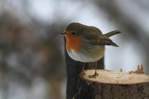 Close Portrait Robin Bird Winter Forest Stump Small Bird Malien — Fotografia de Stock