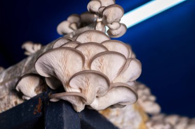 Karanlığın içinde büyüyen istiridye mantarı.