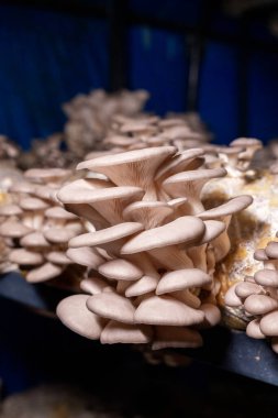 Karanlığın içinde büyüyen istiridye mantarı.