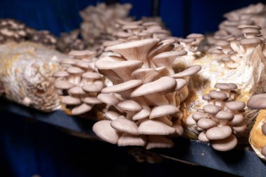 Karanlığın içinde büyüyen istiridye mantarı.