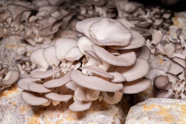 Karanlığın içinde büyüyen istiridye mantarı.