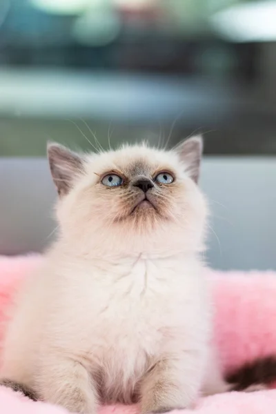 Fluffig Söt Katt Med Färgglada Ögon — Stockfoto