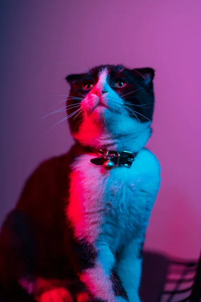 Svart Och Vitt Fluffig Söt Katt Med Färgglada Ögon — Stockfoto