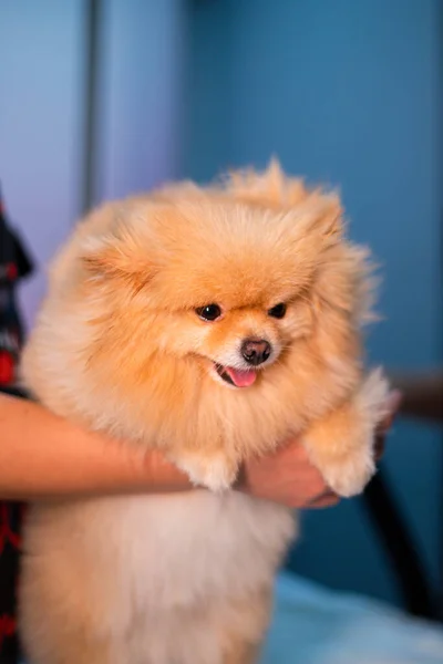 Pequeño Lindo Cachorro Pomerania —  Fotos de Stock