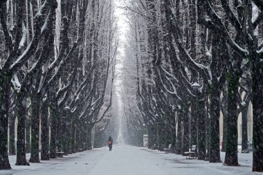 Tree lined avenue with snow and a passerby on a bicycle