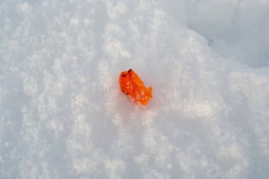 Karda atılmış bir hurma kabuğu.