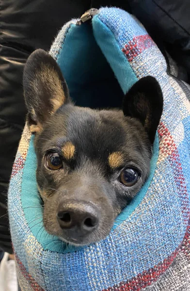 Pinscher Oyuncak çantasında 