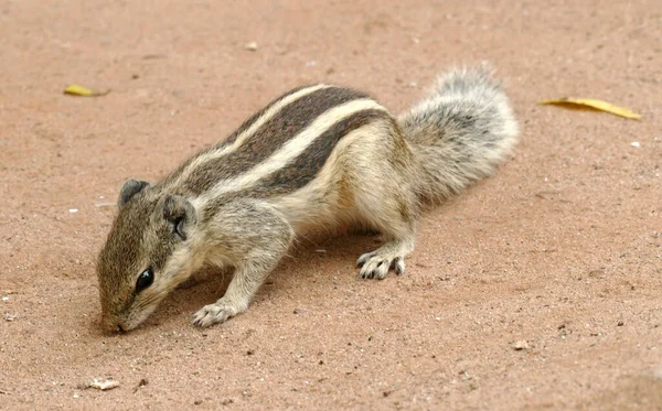 Squirrel Looks Something Eat —  Fotos de Stock