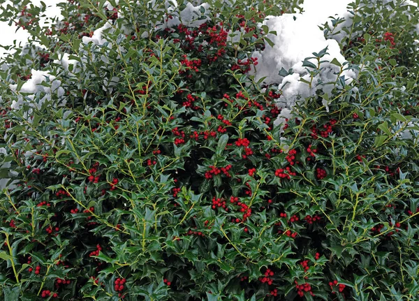 Kardan sonra Holly bitkisi