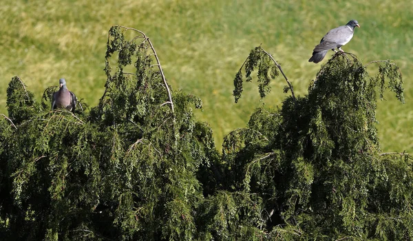 Bir çift sıradan güvercin veya sıradan güvercinler (Columba palumbus)