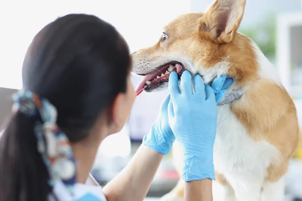 Läkare Veterinär Handskar Som Utför Läkarundersökning Hundtänder Sjukdomar Tänder Och — Stockfoto