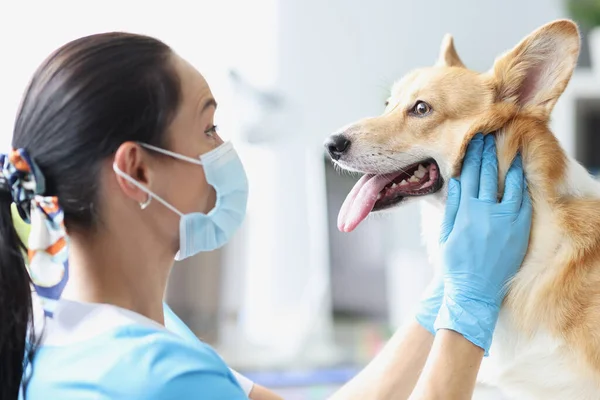 Tıbbi Maskeli Kadın Veteriner Köpek Çenesini Muayene Ediyor Köpek Konsepti — Stok fotoğraf