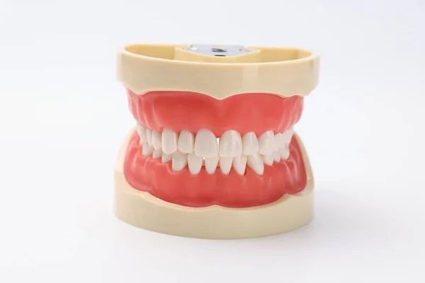 白い歯を持つ美しい人工顎 ジョー モックアップのコンセプト — ストック写真