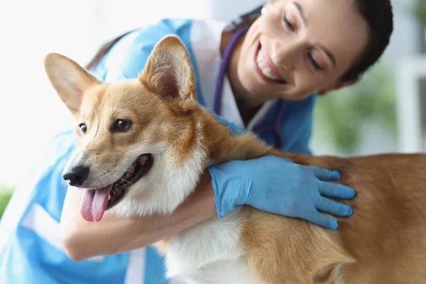 Gülümseyen kadın veteriner doktor muayenesinde köpeği okşuyor. — Stok fotoğraf