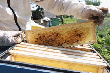 Koruyucu kıyafetli ve eldivenli arı yetiştiricisi arılarla yakından ilgilenir.