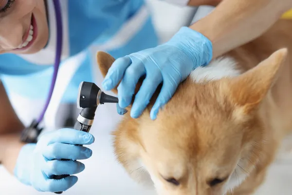 Жінка-ветеринар дивиться собаче вухо з отоскопом крупним планом — стокове фото