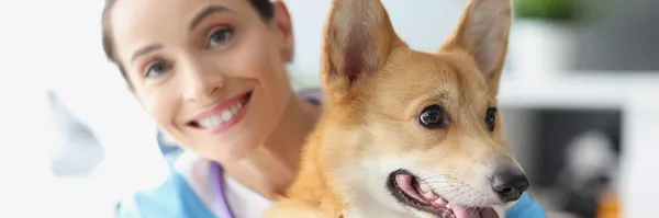 Gülümseyen kadın veteriner kollarında güzel bir köpek tutuyor. — Stok fotoğraf