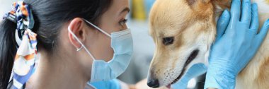 Tıbbi koruyucu maskeli ve eldivenli doktor köpeğe fiziksel muayene uyguluyor.
