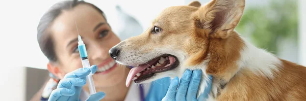 Médico veterinário segura seringa com agulha na frente do cão — Fotografia de Stock