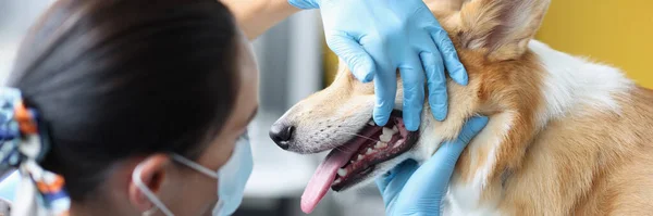 Veterinär läkare undersöker hund munhåla i kliniken närbild — Stockfoto