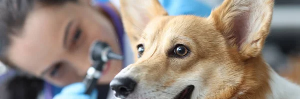 Ветеринар осматривает уши собаки с помощью отоскопа крупным планом — стоковое фото