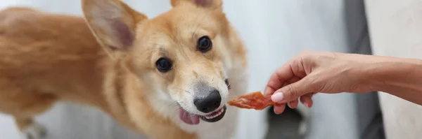 Femme donnant un morceau de viande de chien corgi à la maison — Photo
