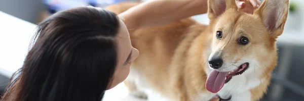 Ветеринар слушает корги-собаку со стетоскопом в клинике — стоковое фото