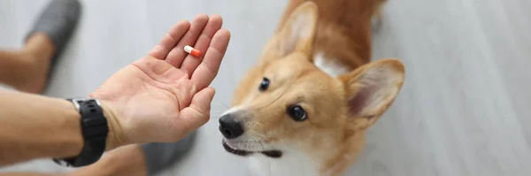 Proprietário mãos cápsula médica para pequeno cão — Fotografia de Stock