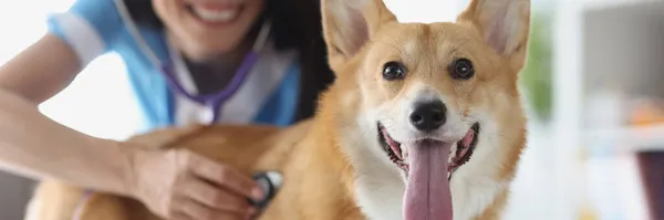 Veterinario sonriente comprueba los latidos del corazón con estetoscopio primer plano — Foto de Stock