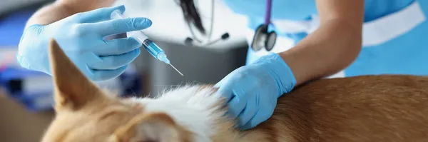 Médico veterinario dando inyección a perro en clínica — Foto de Stock