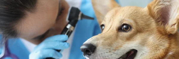 Klinikte veteriner tarafından yapılan kulak muayenesi. — Stok fotoğraf