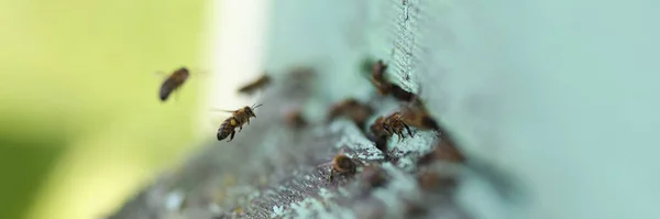 Essaim d'abeilles volant dans leur ruche en bois gros plan — Photo