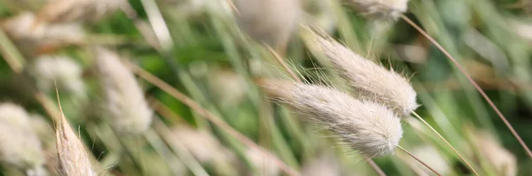 庭で育つブリストル草の密接な背景 — ストック写真