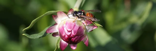 Insecte abeille assis sur fond de gros plan rose bourgeon immortelle fleur — Photo