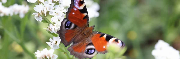 Mariposa marrón sentada sobre una flor blanca en el fondo del jardín — Foto de Stock