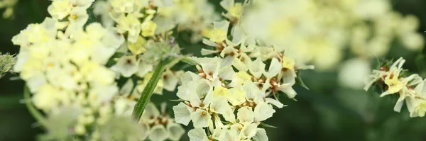 庭で成長する白い花を密接に背景に — ストック写真