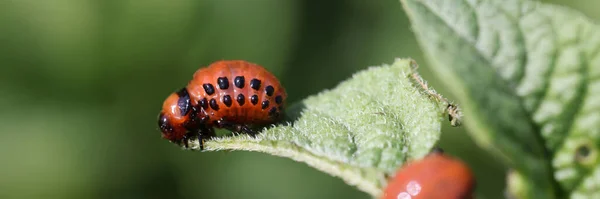콜로라도 잎벌레 유충은 감자 잎을 먹는다 — 스톡 사진