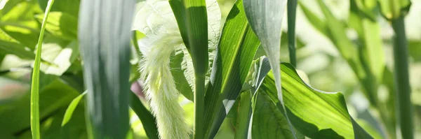 セタリア・ヴィリディスが接近中。緑の自然界の花の尾雑草 — ストック写真
