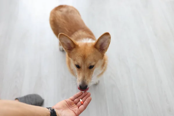 Dog takes pill from the owners hand with paw closeup — Stock Photo, Image