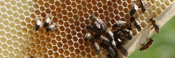 Telaio con favi d'api riempito con miele e api primo piano — Foto Stock