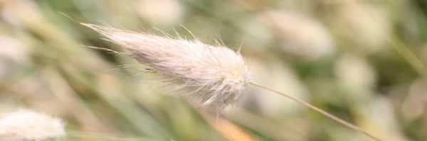 Räv svans och borst gräs eller cattail närbild — Stockfoto