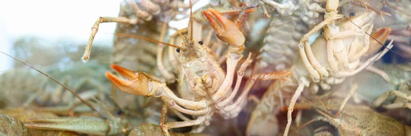 Many live crayfish swim in water closeup — Stock Photo, Image