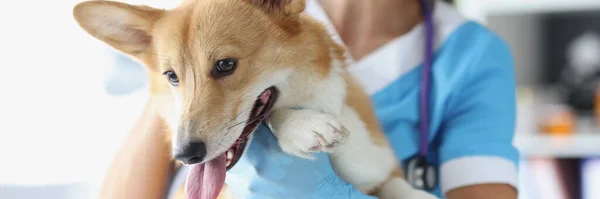 Vänlig kvinnlig veterinär som håller hund på kliniken — Stockfoto