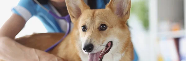 Veterinář a štěně na veterinární klinice podstupující lékařské vyšetření — Stock fotografie