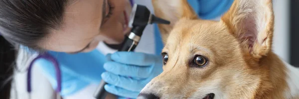 Hörseltest av hund på veterinärkliniken närbild — Stockfoto