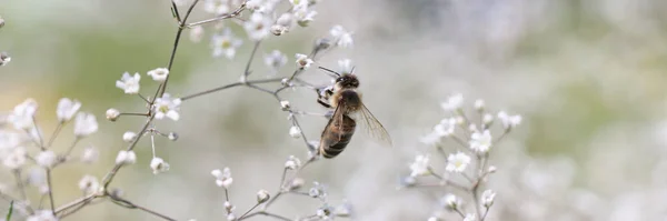Biene auf Zigeunerblume in schöner Garten-Nahaufnahme — Stockfoto