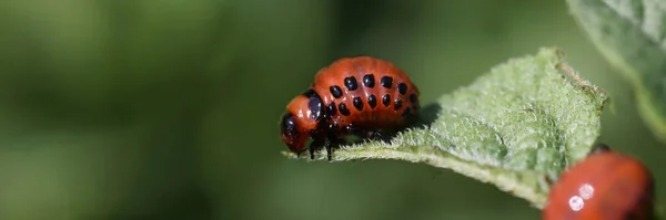 Le larve di scarabeo della patata del Colorado mangiano foglia di primo piano della pianta — Foto Stock