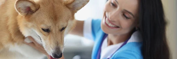 Veterinário sorridente médico realiza exame físico do cão — Fotografia de Stock