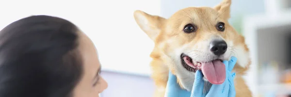 Médico veterinário realiza exame físico da cavidade oral do cão close-up — Fotografia de Stock