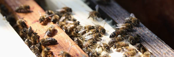 Gros plan d'abeilles mellifères sur des peignes en bois — Photo